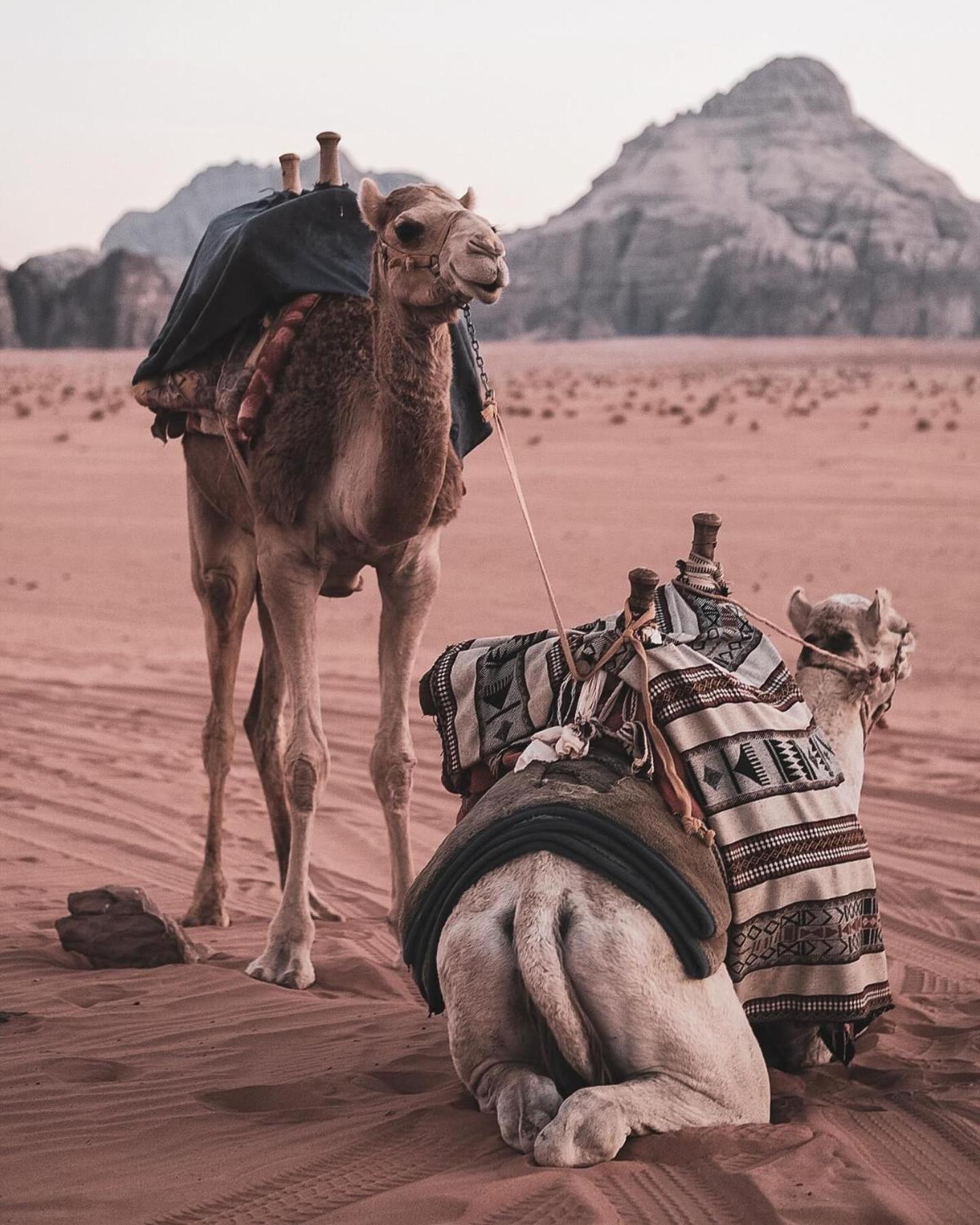 Flower Life Camp Wadi Rum Eksteriør bilde