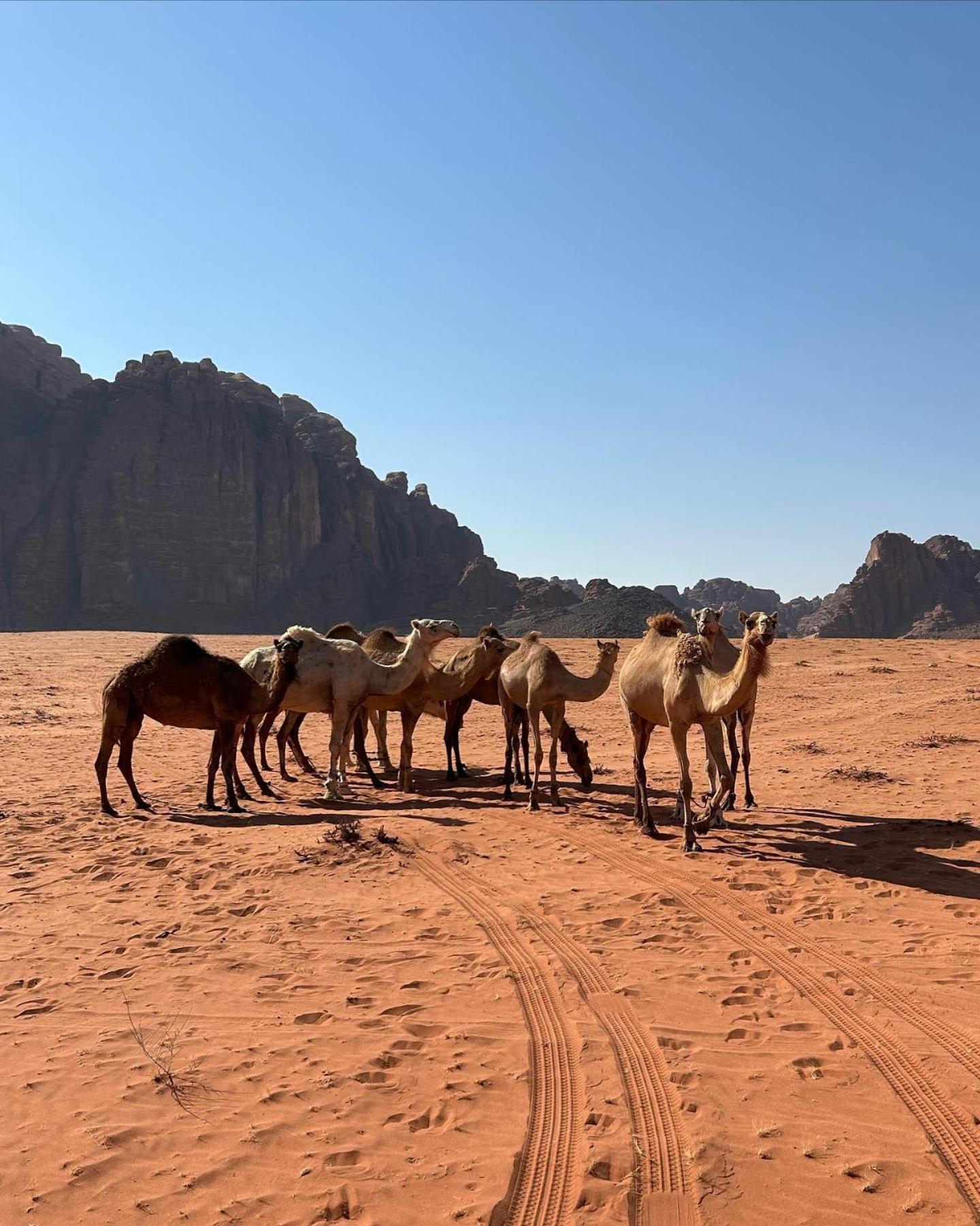 Flower Life Camp Wadi Rum Eksteriør bilde